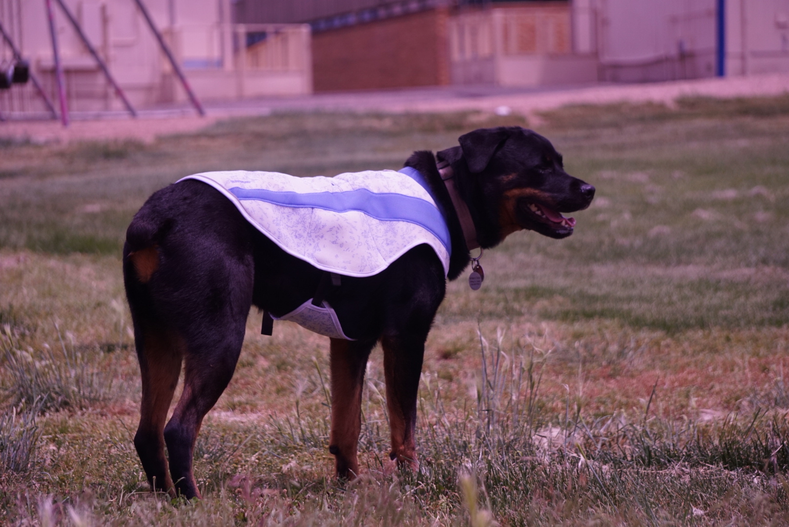 Ruffwear Cooling Dog Vest